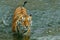 Walking calmly, proud look. young  tiger with expressive eyes walks on the water bathes, a possible bright body of a predator