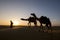 Walking with camels at sunrise