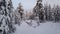 Walking with camera in spectacular snow covered winter forest - absolutely quiet evening, no wind, cold, white polar nature in