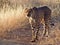 Walking cheetah - Namibia