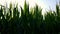 Walking in the corn field with fully grown tall plants at sunset.