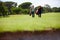 Walking, course and people outdoor for golf, game and training together at club in summer. Golfer, friends and men on