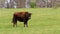 Walking cow of American buffalo bison on grass pasture