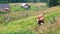 Walking cows eating grass in a farm field