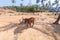 Walking cows, India, Goa, palm trees and highlands