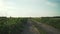 Walking on dirt rural road in summer evening focus close to camera