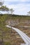 Walking dock in the swamp