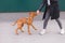 Walking with a dog on the street. Girl`s legs and brown playful dog. Pets concept. Magyar Vizsla breed