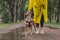 Walking the dog in yellow raincoat on rainy day. Female person a