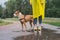 Walking the dog in yellow raincoat on rainy day. Female person a