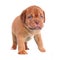 Walking Dogue De Bordeaux puppy