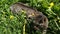 Walking a domestic cat on a yellow harness. The tabby cat is afraid of outdoor,hides in the grass with dandelions, presses his ear