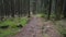 Walking down a rocky pathway in dark pine spruce forest