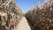 Walking down straight path in corn maze