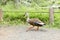 Walking duck on farm road near grass