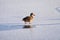 Walking duck on ice covered river