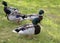 Walking ducks on the green grass.