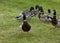Walking ducks on the green grass.