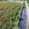 walking ducks in the irrigated fields, looking for food