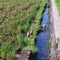 walking ducks in the irrigated fields, looking for food