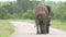 Walking elephant in the bush