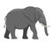 Walking Elephant simple vector Illustration. Big gray african elephant with white tusks. Vector illustration, flat