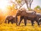 Walking elephants in african savanna