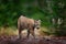 Walking Eurasian Lynx in green forest