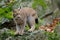 Walking eurasian wild cat Lynx on green moss stone in green forest in background