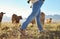 Walking farmer, cows and countryside with farming shoes in a field with animals. Sustainability worker, outdoor and