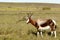 Walking in the field The Bontebok