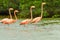 Walking Flamingos