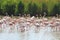 Walking flamingos in the french Camargue