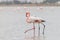 Walking Flamingos and Hala Sultan Tekke at Larnaca Salt-lake, Cyprus