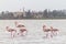 Walking Flamingos and Hala Sultan Tekke at Larnaca Salt-lake, Cyprus