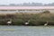 Walking flamingos, Le Grau-du-Roi, Camargue, France