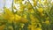 Walking In A Flowering Rapeseed Field