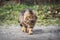 Walking fluffy cat with green eyes