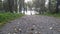 Walking on forest dirt road with fallen autumn leaves covering the trail with sea background