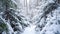 Walking through the forest. Winter forest in the snow. Northern cold landscape. Frozen pine trees close up. Beautiful