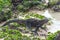 Walking Galapagos Marine Iguanas. Galapagos