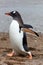 Walking Gentoo penguine, Antarctica