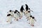 Walking Gentoo Penguins