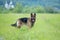 Walking German shepherd dog long-haired outdoor portrait