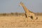 Walking Giraffe Giraffa