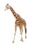 Walking giraffe isolated on white background