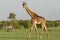 Walking giraffe on the Maasai Mara