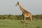 Walking giraffe on the Maasai Mara