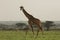 Walking giraffe on the Maasai Mara