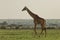 Walking giraffe on the Maasai Mara